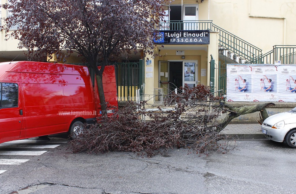Divelto Albero einaudi