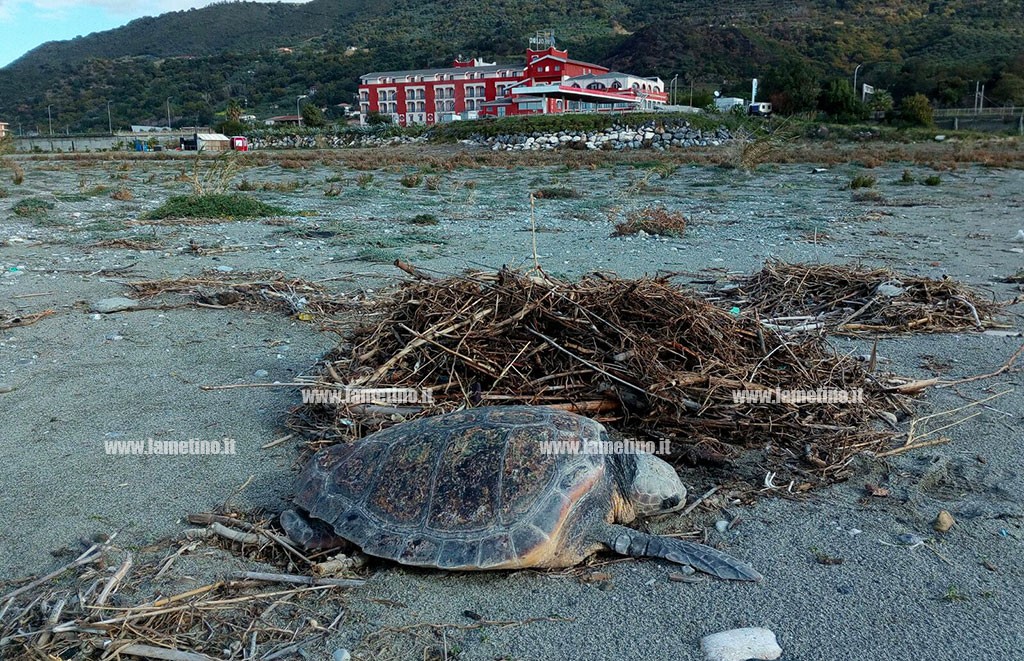 caretta caretta