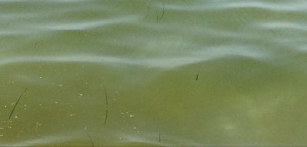 mare verde