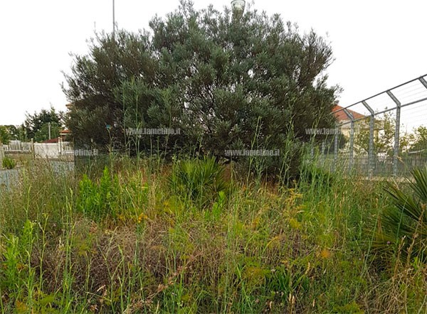 Parco fronti incuria 2
