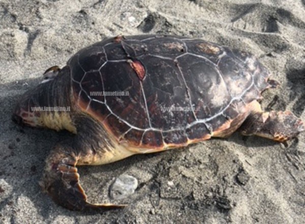 caretta caretta 17 aprile 20182