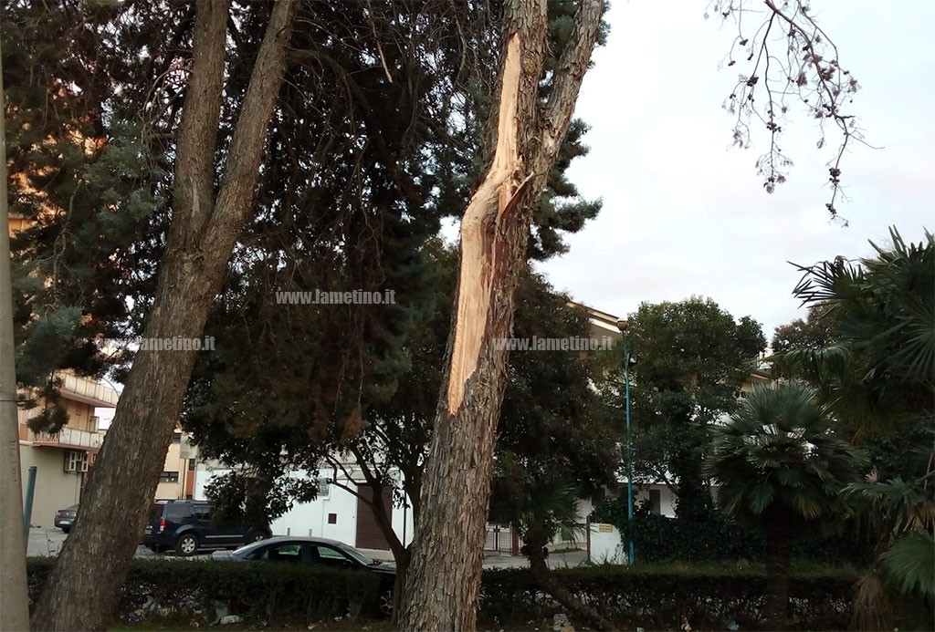 alberi caduti 2 240219