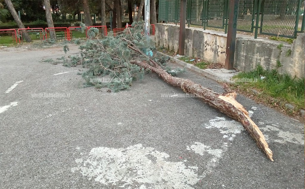 alberi caduti 3