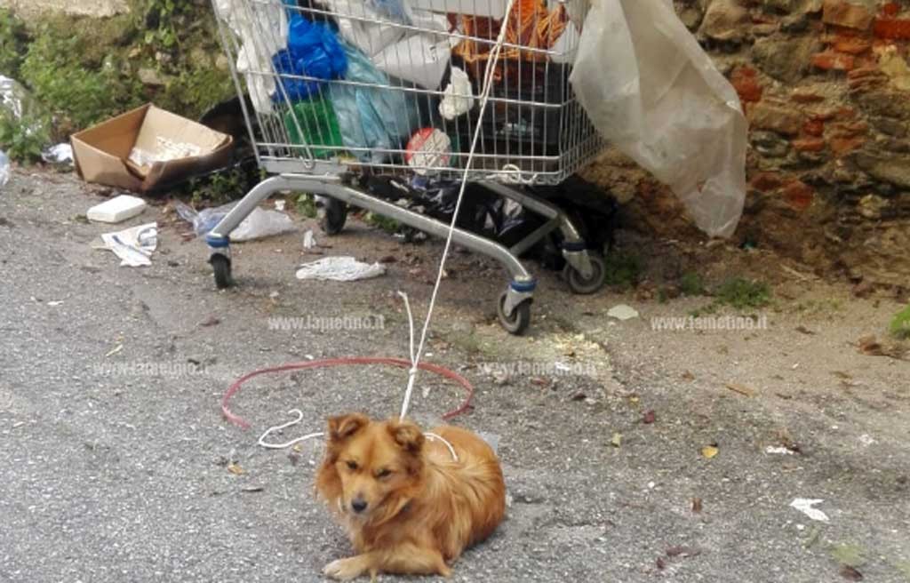 cane p mazzini foto 281218