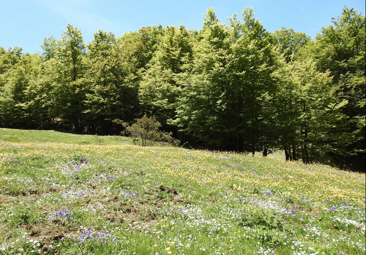 natura7.42_0f4b1.jpg