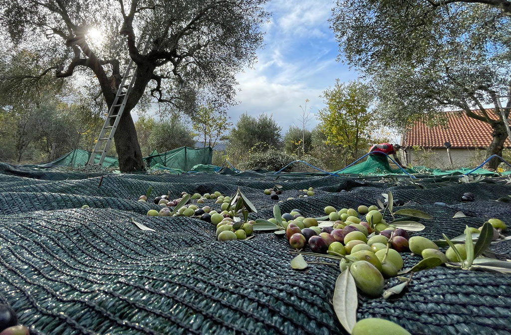 Olio calabrese, costi fino a 9 euro a litro e aziende costrette a vendere sottocosto