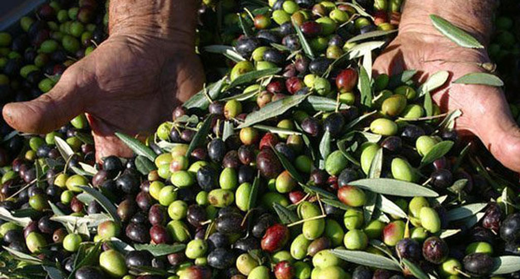 “Olivicoltura in crisi”: le cooperative calabresi chiedono interventi urgenti per salvare il comparto