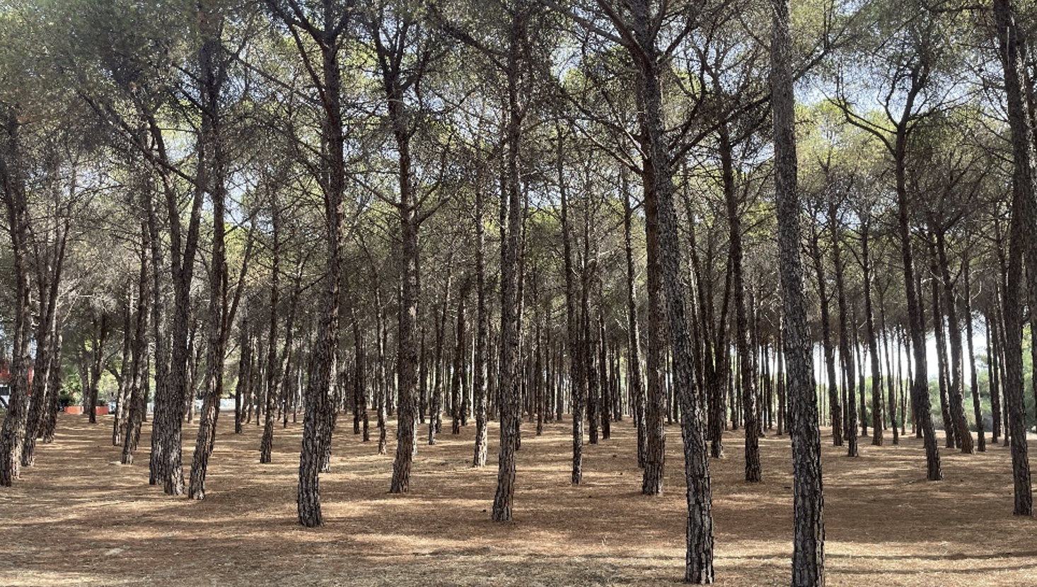pineta-lamezia_c2d4b_6dc4b.png