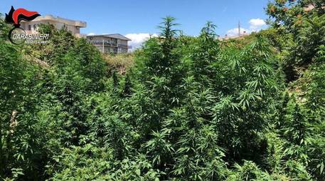 Scoperte piantagioni di canapa, due arresti nel reggino