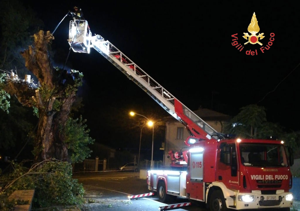 Incendiato albero secolare a Chiaravalle Centrale, avviate indagini