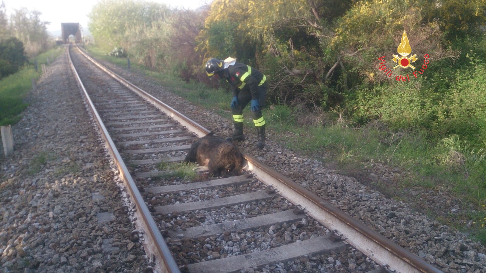 Cinghiale investito da treno a Soverato, intervengono vigili del fuoco