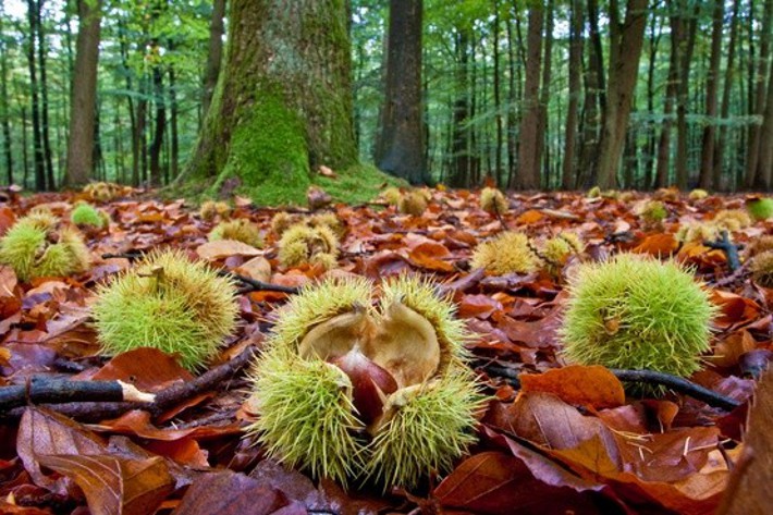 Castanicoltura a rischio scomparsa in Calabria: l'allarme delle organizzazioni agricole