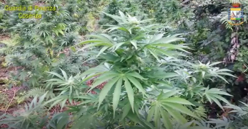 Scoperta e sequestrata piantagione di marijuana a Cetraro, arrestato coltivatore