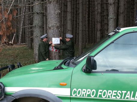  Sequestrato bosco di oltre 1.000 ettari proprietà dell'azienda Calabria Verde