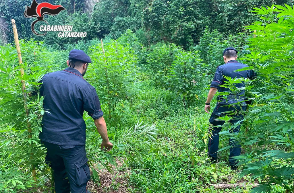 Lamezia, scoperta vasta piantagione di marijuana con 1.200 piante: indagini