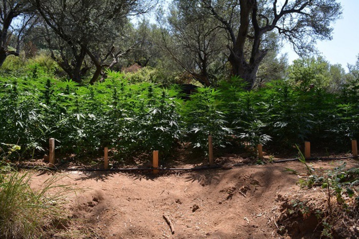Trovate 10mila piante di marijuana, arrestati padre e figlia nel vibonese