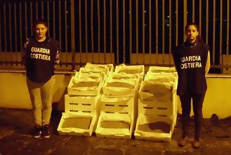 Sequestrati 3 quintali novellame sarda a Villa San Giovanni, una denuncia 