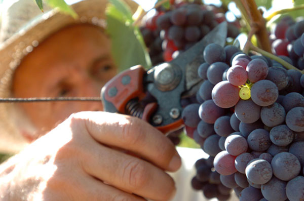 Coldiretti Calabria: sarà un'ottima vendemmia