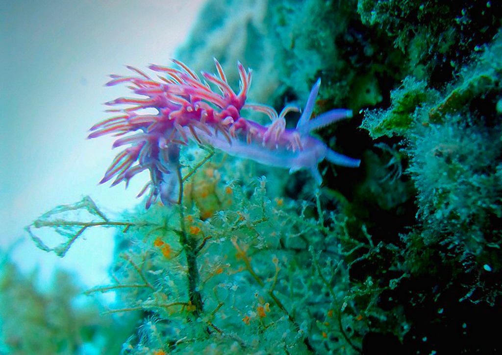 2-Flabellina-rosa-Flabellina-affinis-su-idrozoi-di-cui-esclusivamente-si-nutre-2_95a1a.jpg