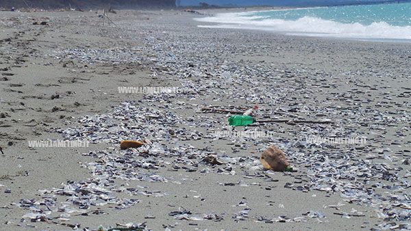 Lamezia: Eccezionale spiaggiamento di “Velella Velella” in località Cafarone