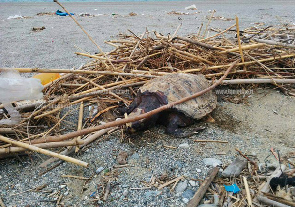 Prima giornata di pulizia spiaggia a Marina di Curinga, trovata anche carcassa tartaruga 