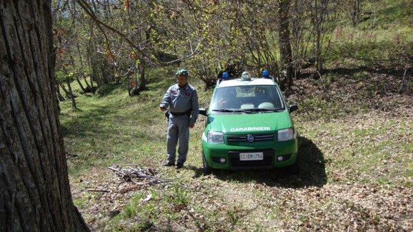 Furto di piante in bosco a vincolo paesaggistico e idrogeologico a Taverna, 2 denunce