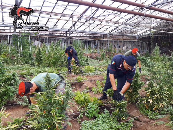 Scoperta piantagione di marijuana con oltre 12mila piante nel reggino - VIDEO