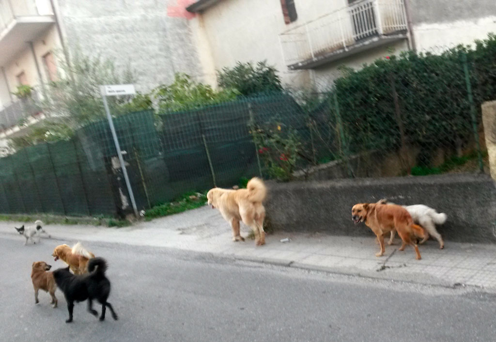Lamezia, randagi in periferia: l'Associazione "Quartiere Capizzaglie" lancia l'allarme