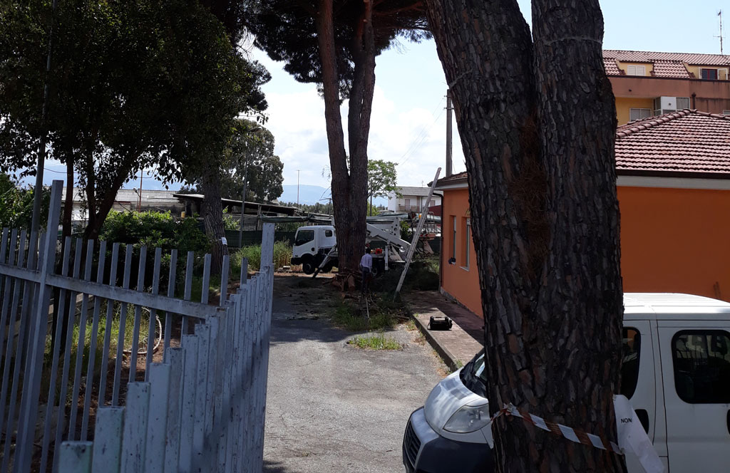 Lamezia, potati rami pericolanti vicino scuole, Associazione Quartiere Capizzaglie: "Ripristinata sicurezza"