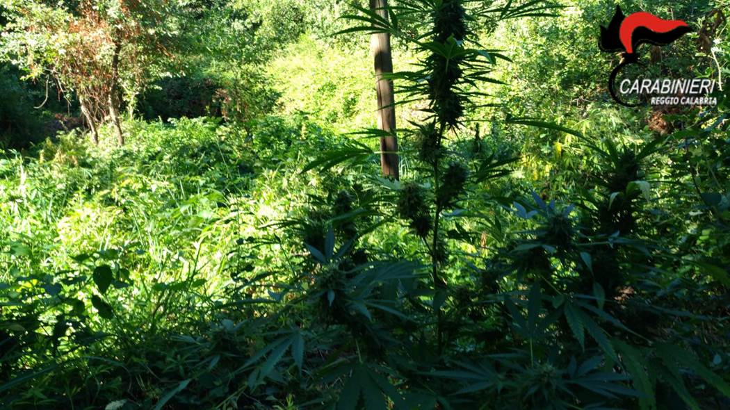 Canapa indiana del tipo "olandese" scoperta in un fondo agricolo a Taurianova
