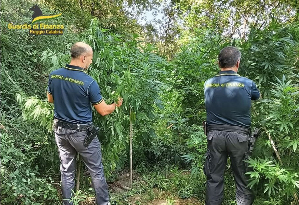Sequestrata piantagione di cannabis coltivata su terreno confiscato a Reggio - VIDEO