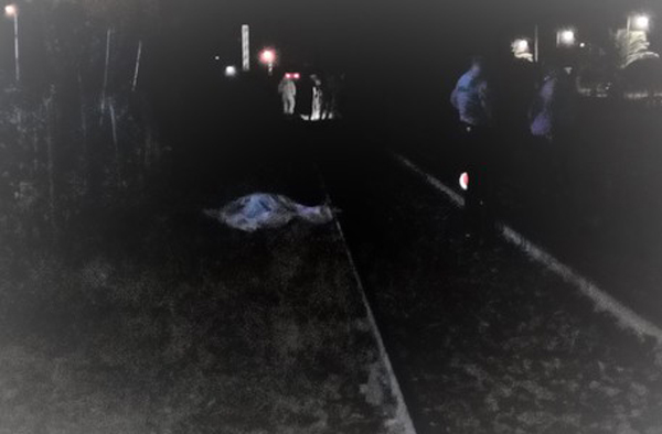 Attraversa binari con bici e viene travolto da treno in corsa, muore sul colpo a Roccella Jonica