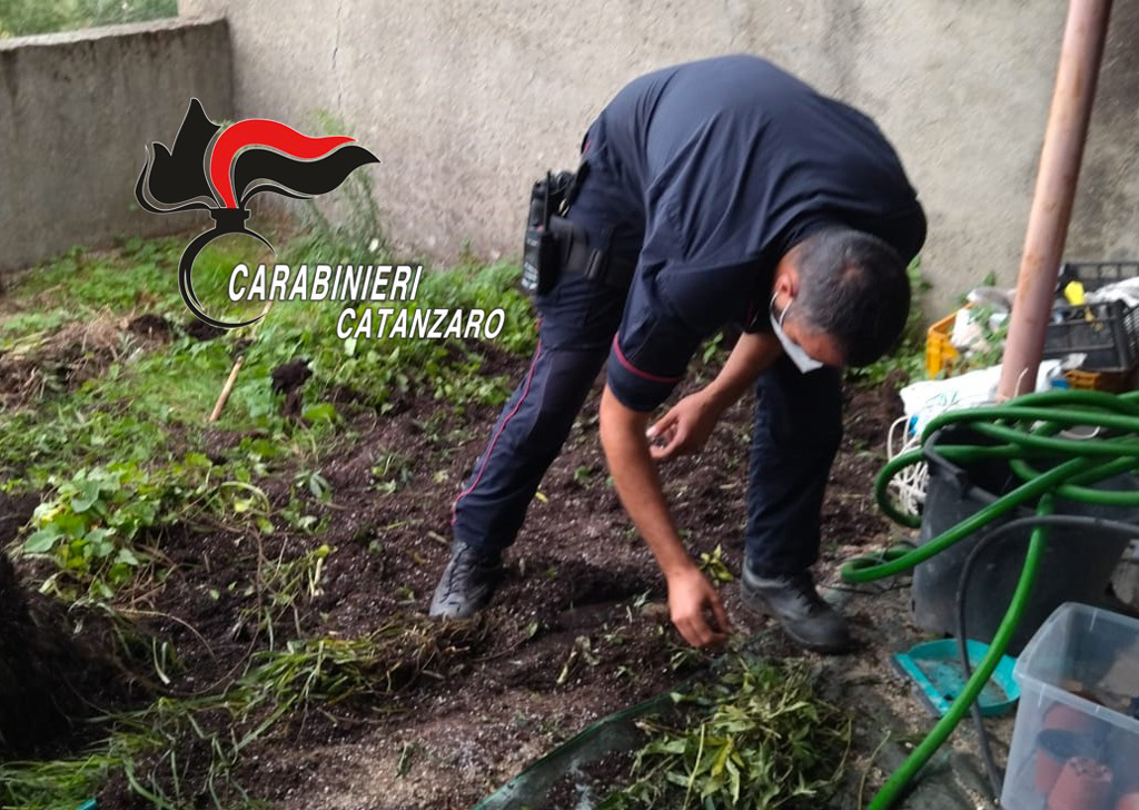 Coltivava marijuana in giardino a Vallefiorita, ai domiciliari 45enne
