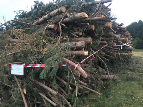 Tagliati alberi nel Parco nazionale della Sila, denunce