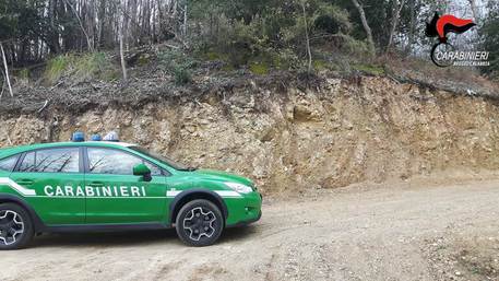 Distrugge bosco di castagno, una denuncia a Bagnara Calabra