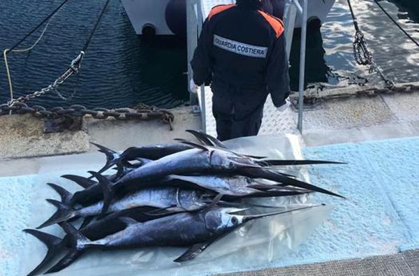 Sequestrati centinaia piccoli esemplari pesce spada a Reggio, sigilli a oltre 26 metri di palangari
