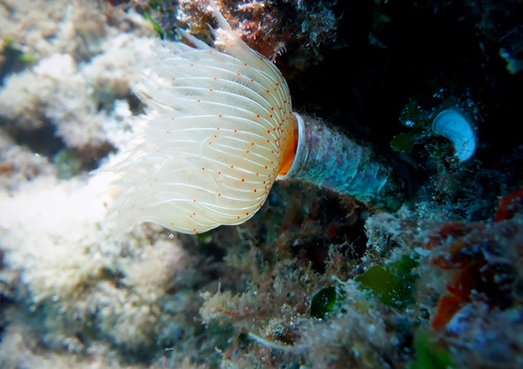 4-Verme-ciuffo-bianco-Protula-tubularia_52d12.jpg