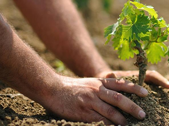 Coldiretti Calabria su giornata mondiale dell'alimentazione: "Coltivare la terra è la cosa giusta da fare"