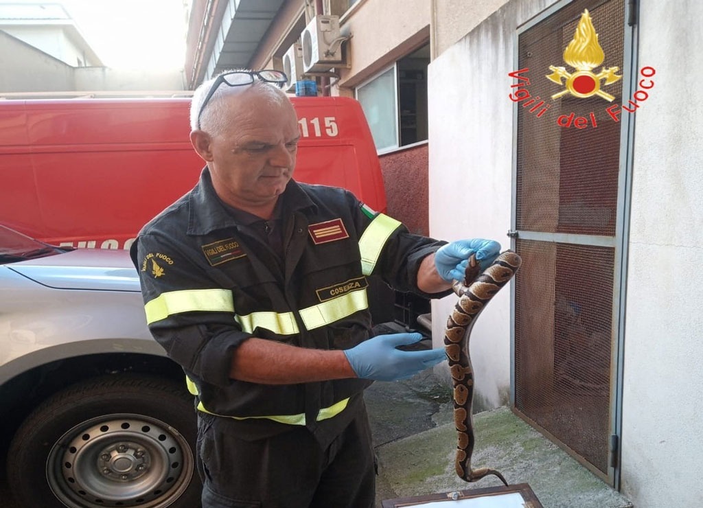 Pitone reale recuperato dai Vigili del Fuoco nel centro di Amantea: affidato a Centro animali selvatici