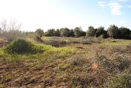 Sorpresi a rubare olive in un terreno, 16 denunce nel catanzarese