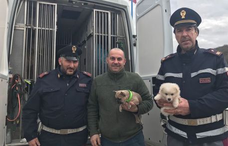 Cani trasportati all'interno di gabbie non idonee, due calabresi denunciati per maltrattamento