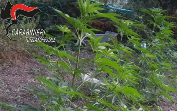 Operazione "Crivani", coltivazione di canapa indiana: due arresti nel reggino