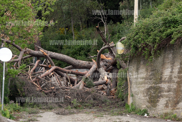 ALBERO_SDRADICATO_BIS