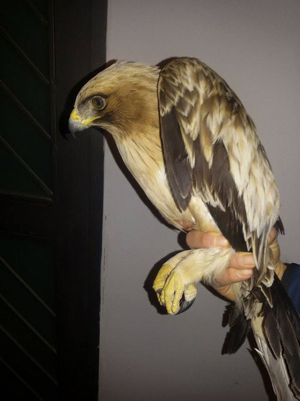 AQUILA-MINORE-2.jpg