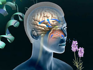 Workshop sull’aromaterapia per il trattamento dei disturbi neurocognitivi a Sant’Andrea dello Ionio
