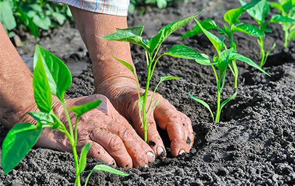 Agricoltura, lavoratori in piazza il 10 aprile anche in Calabria