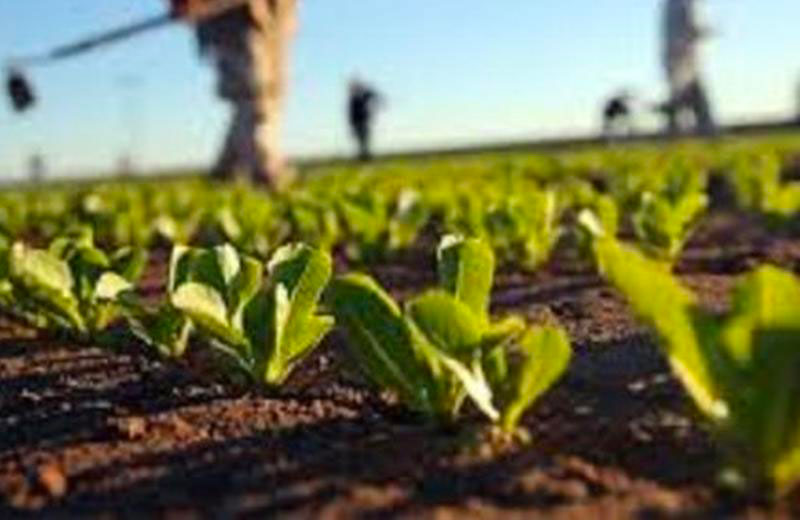 Agricoltura, Coldiretti: "Aziende calabresi in ginocchio"