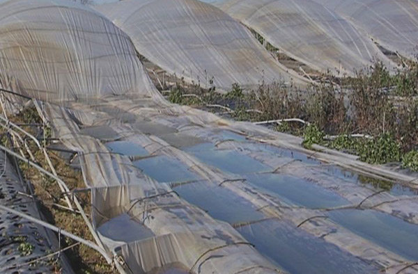 Agricoltura-danni_1.jpg