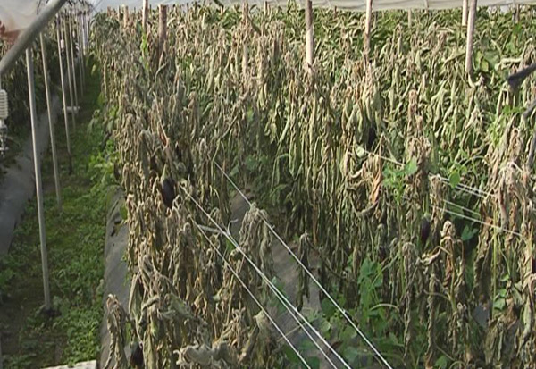 Agricoltura-danni_2.jpg