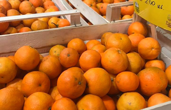 Arance e clementine calabresi spopolano sui mercati del Nord 